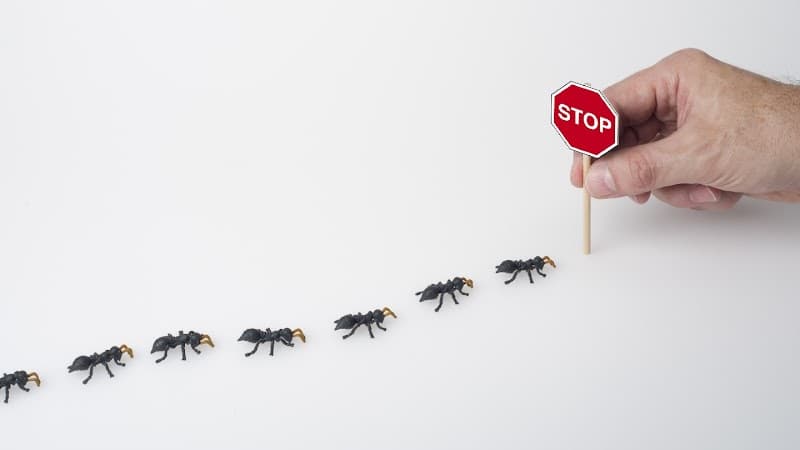 Disinfestazioni Massimiliano Savigni