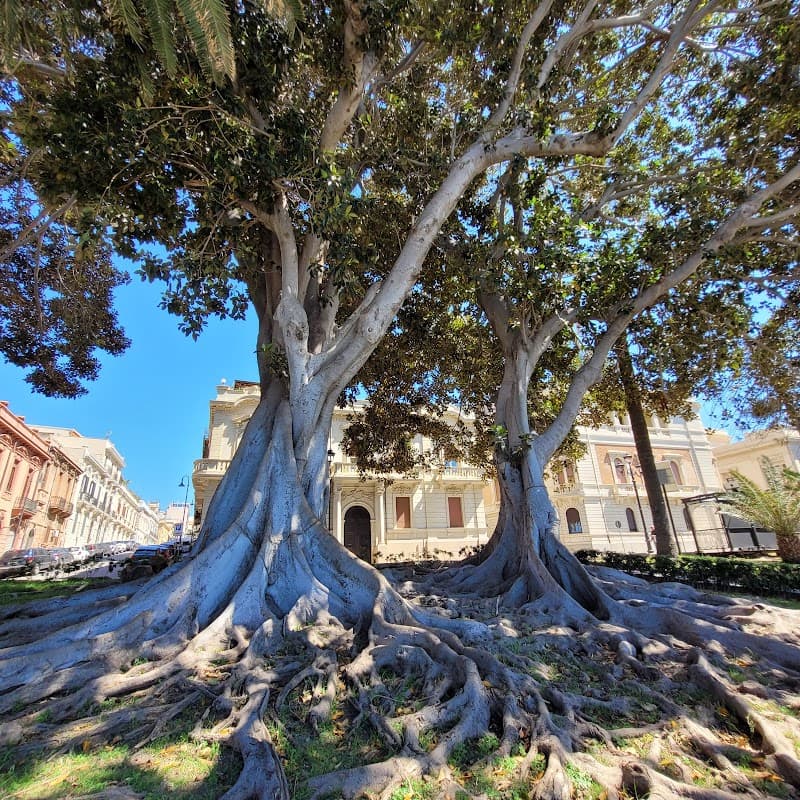 Ficus secolari di Reggio Calabria