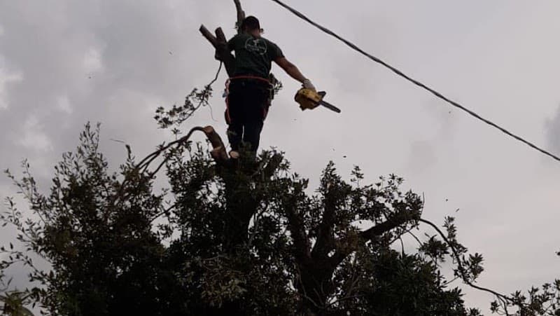 Verde Agricola Romario✅